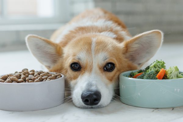 Navigating a Canine Cushing’s Diet: Holistic Strategies for Your Dog’s Health