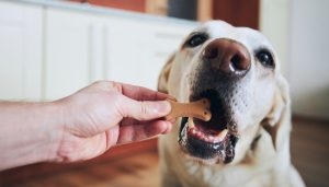 Crafting a Lignan-Rich Diet for Dogs with Cushing’s: A Wholesome Approach