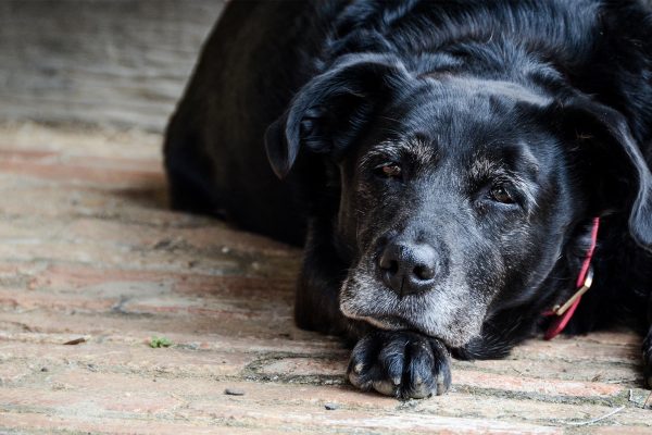 Navigating Through the Twilight Years: Understanding and Managing Old Dog Flatulence