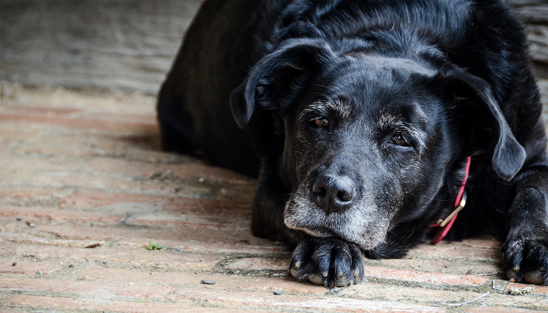 Navigating Through the Twilight Years: Understanding and Managing Old Dog Flatulence