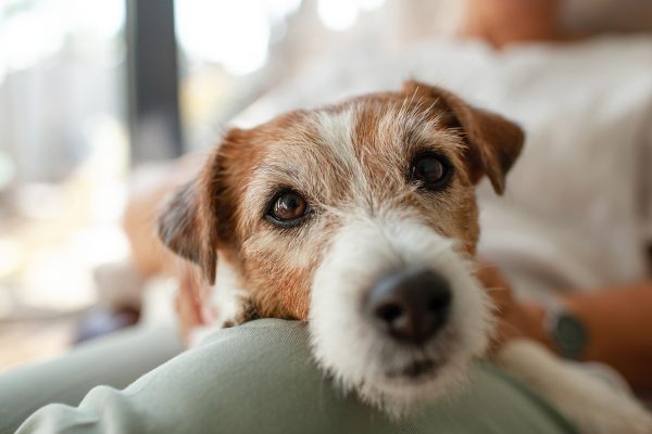 Nurturing Your Senior Dog's Vision: Natural Eye Care Solutions