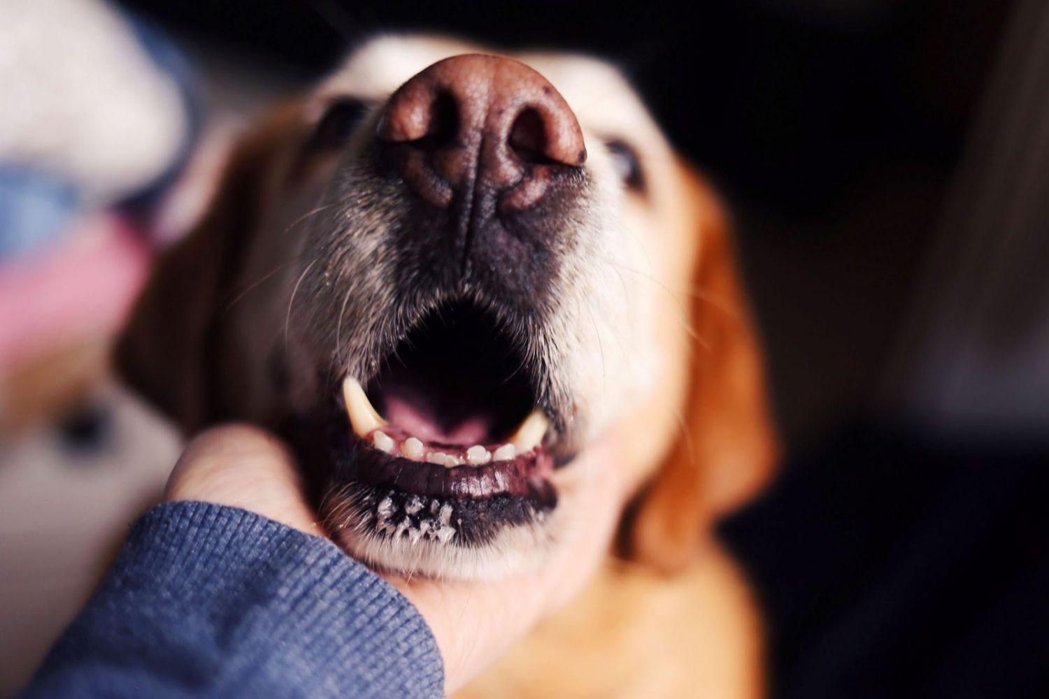 Does A Dog’s Breath Smell When They Have Diabetes?
