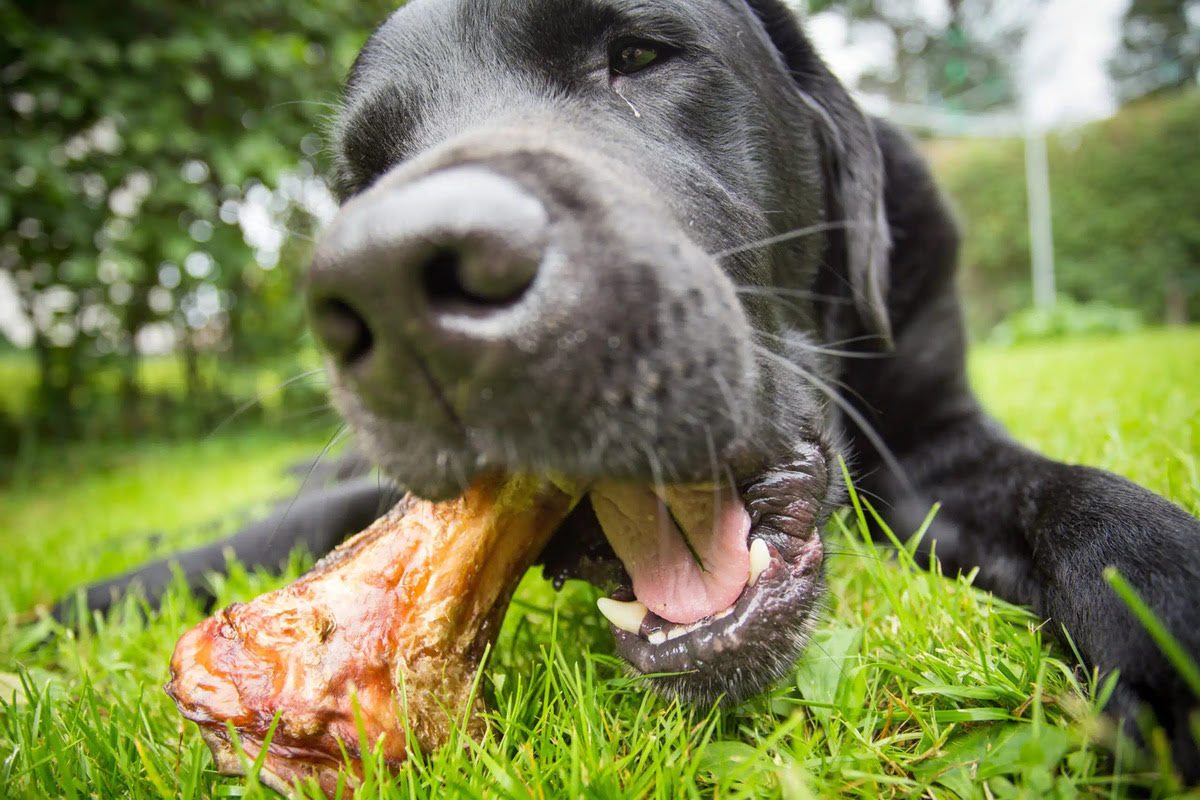 Dog Diet: How Much Bone?