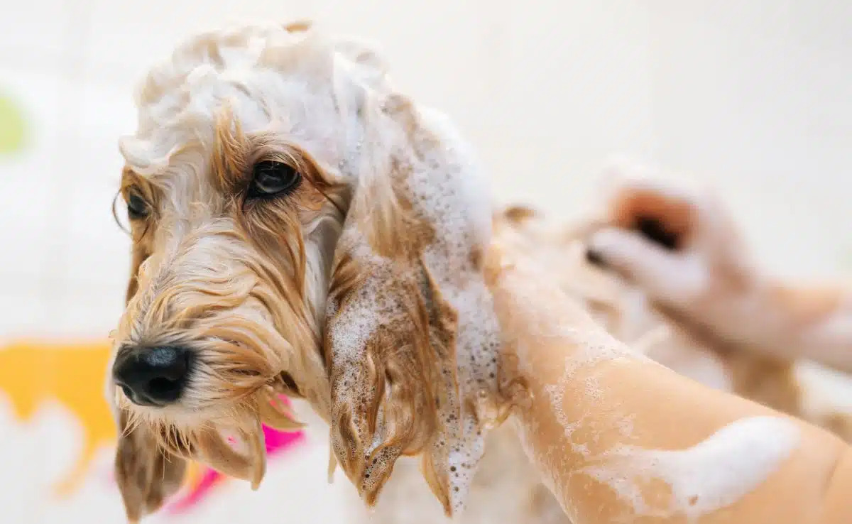 Dog With Allergies – What Shampoo Would Help