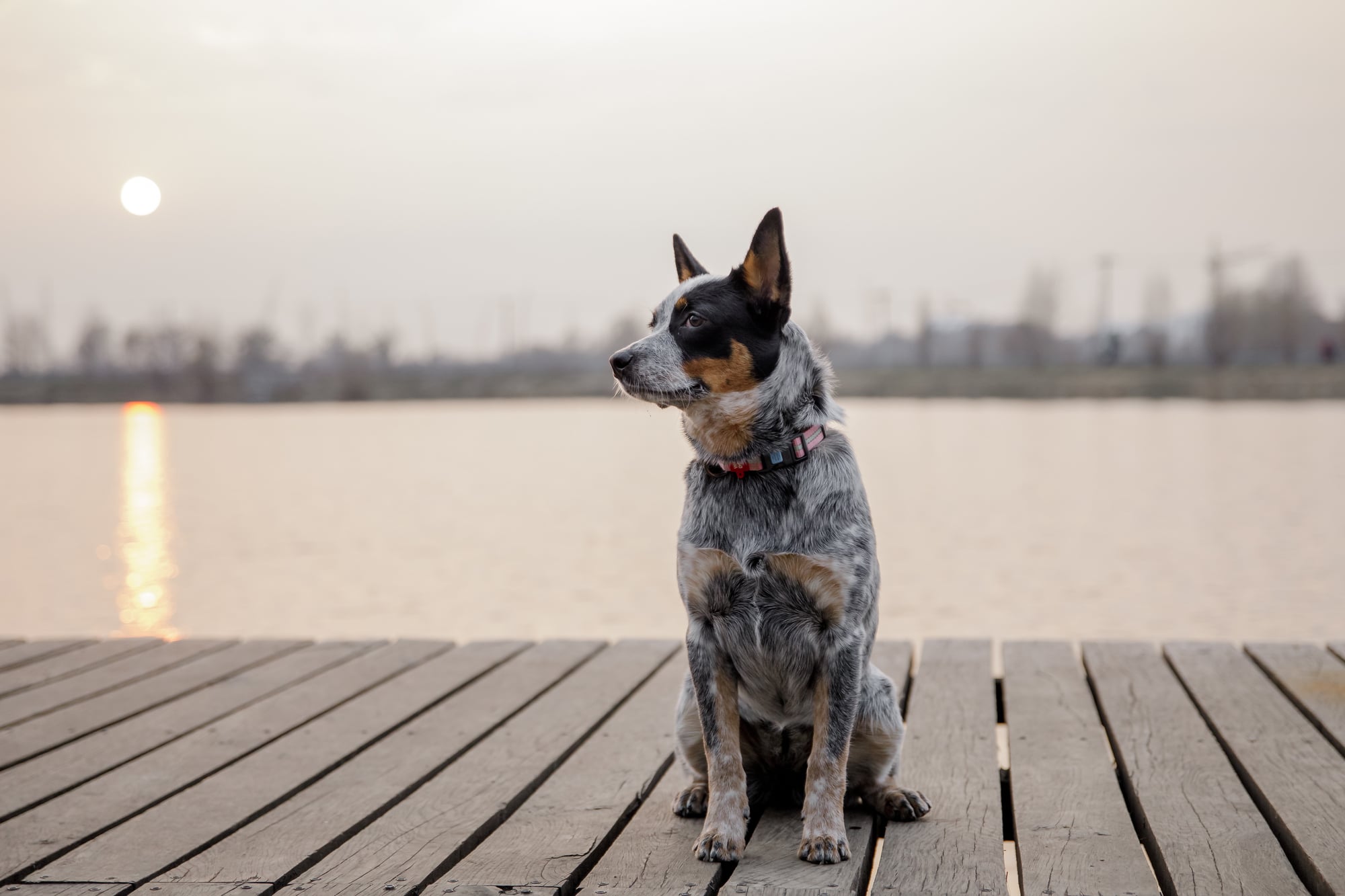 How Bad Are Cattle Dogs For Allergies