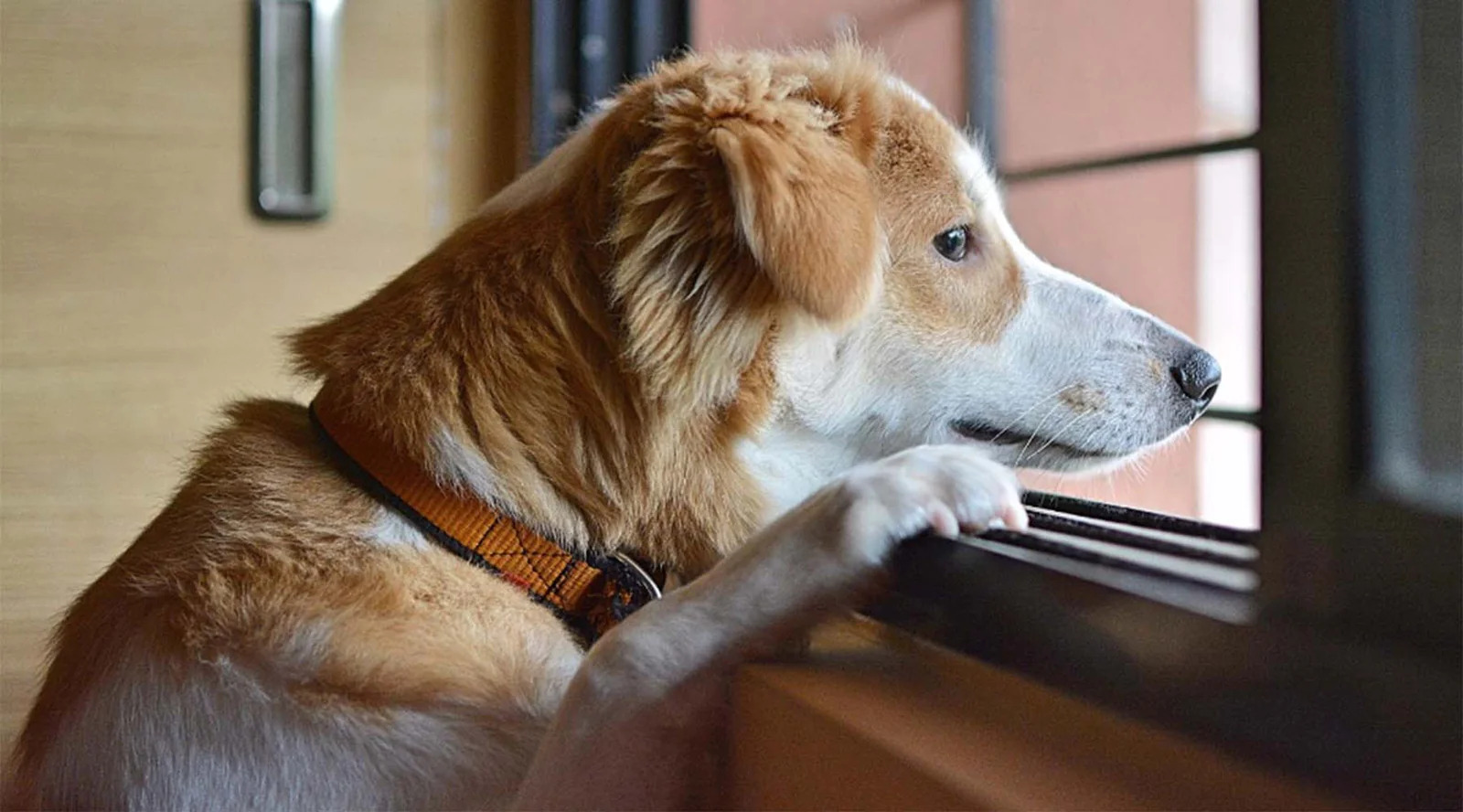 How Can You Help A Dog With Separation Anxiety?