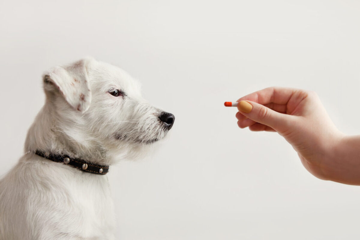 How Do I Know If My Dog Has Developed An Allergy To Omeprazole