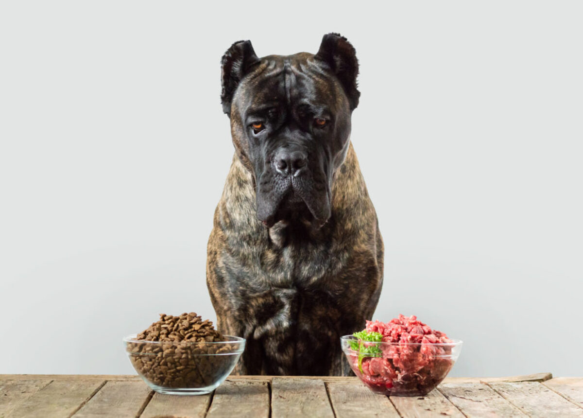 How Do I Switch My Dog To A Raw Food Diet