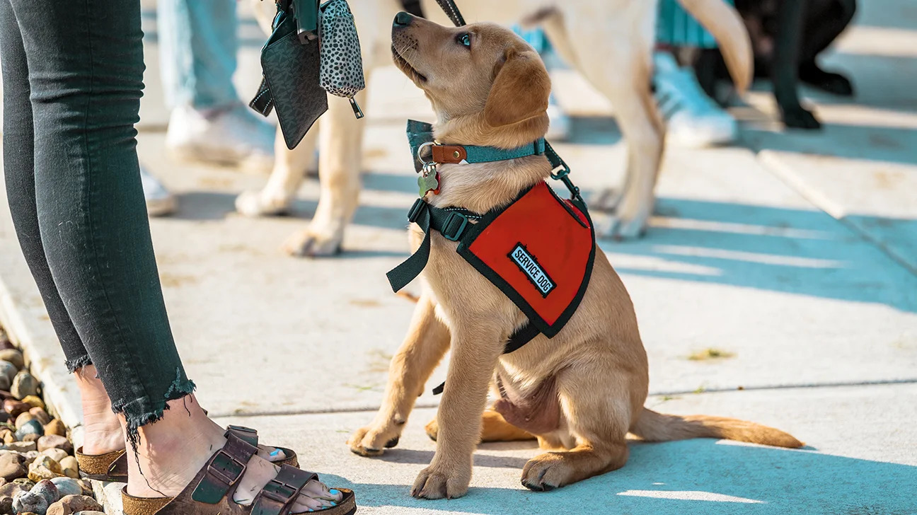 How Do Service Dogs Help With Allergies