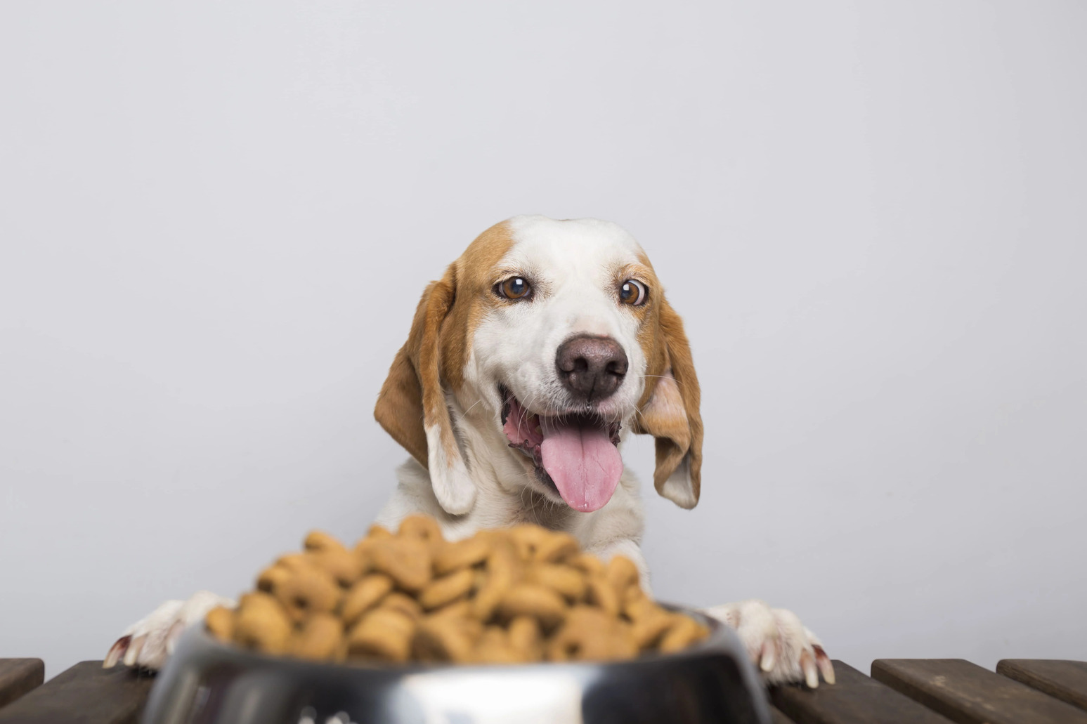 How Does Diet Cause Ear Infections In Dogs