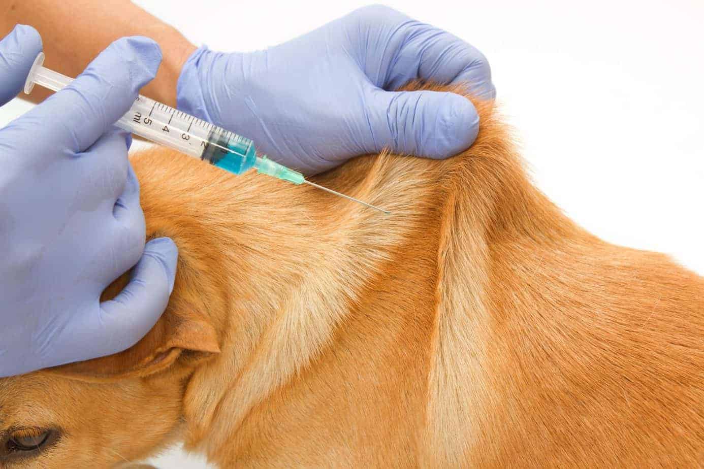 How Far Between Shots Of Dog Vaccination
