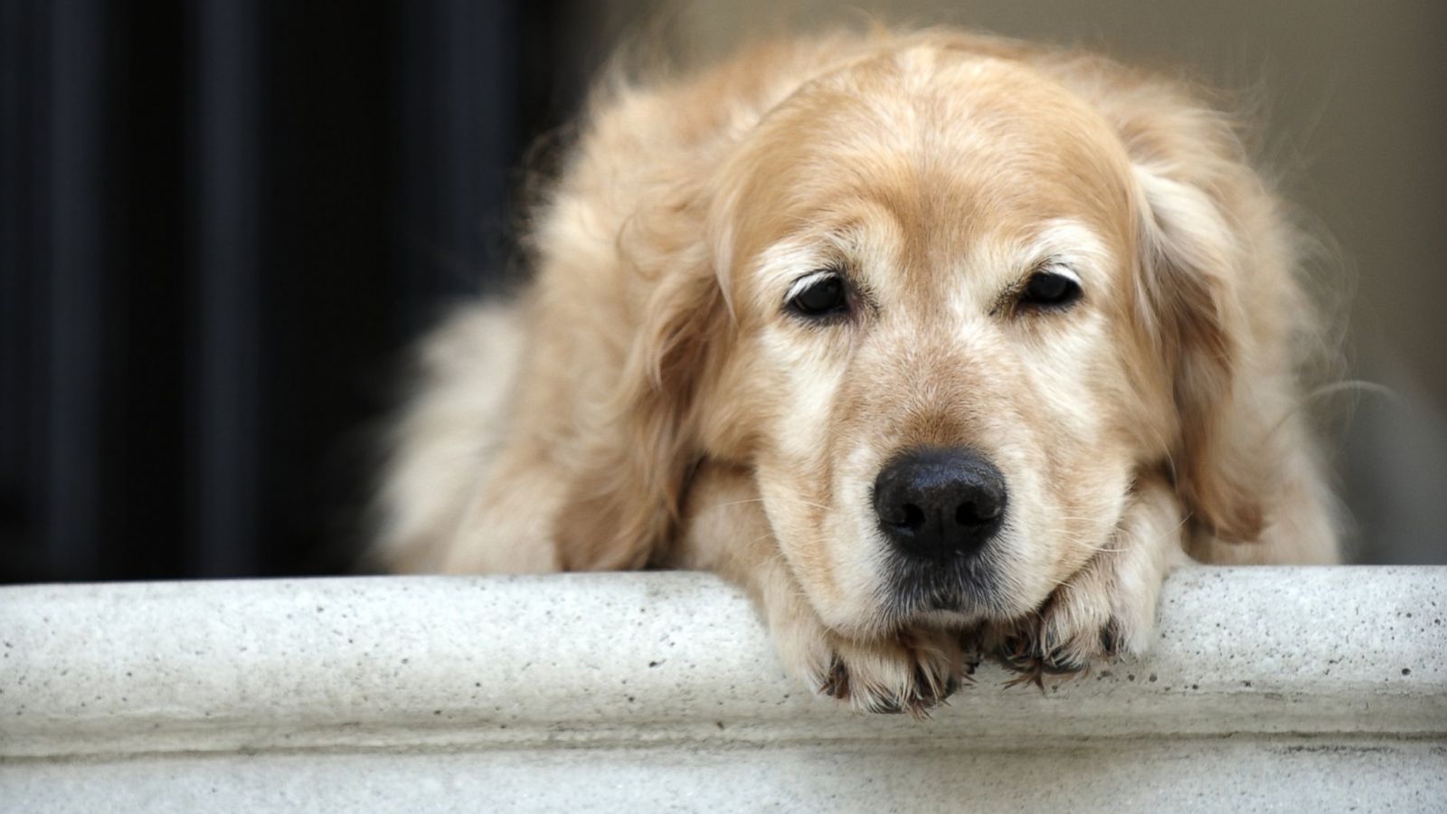 How Long Can It Take For Prozac To Help A Dog With Anxiety
