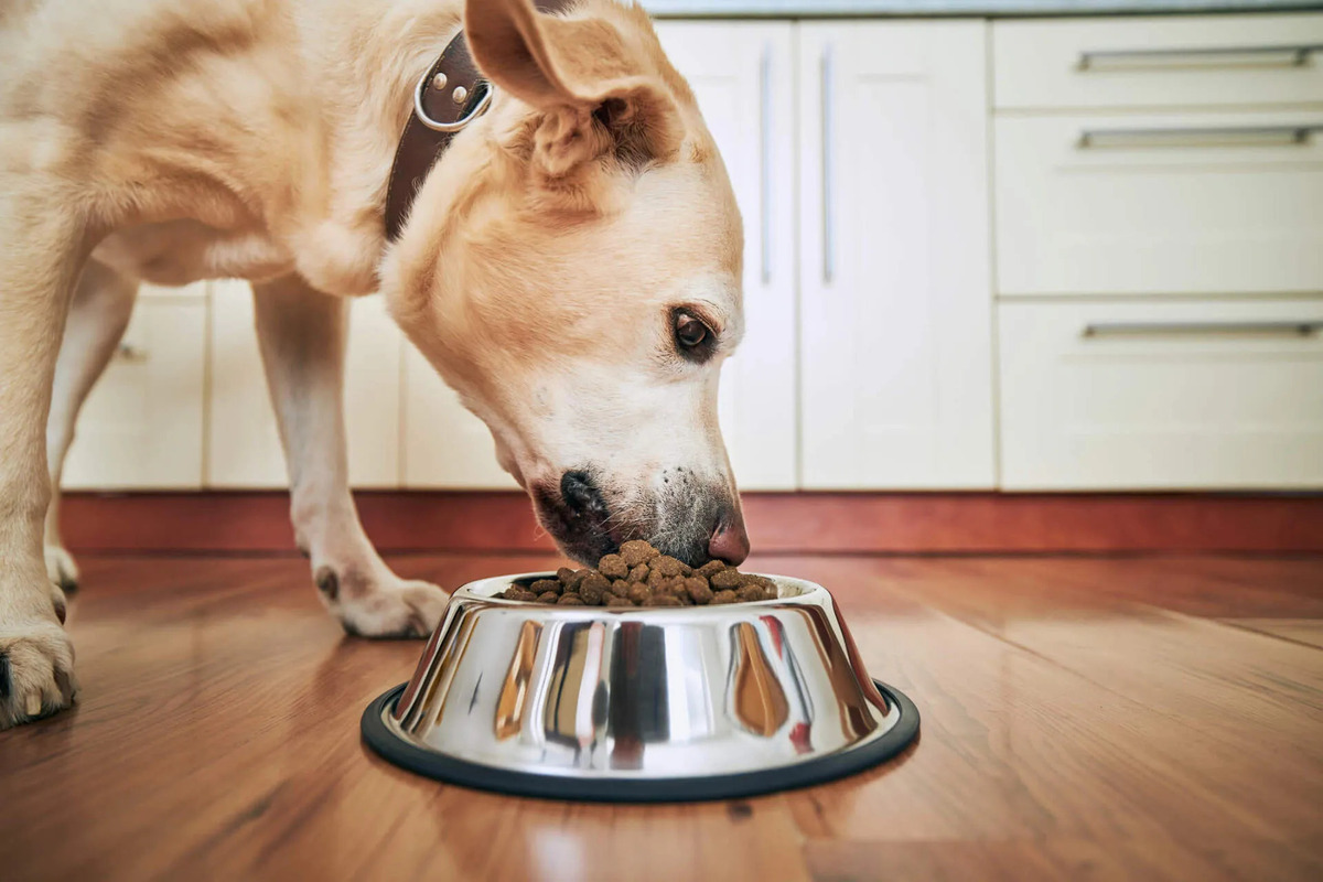 How Long Does A Dog Have To Be On A Special Diet To Determine If It Has A Food Allergy?