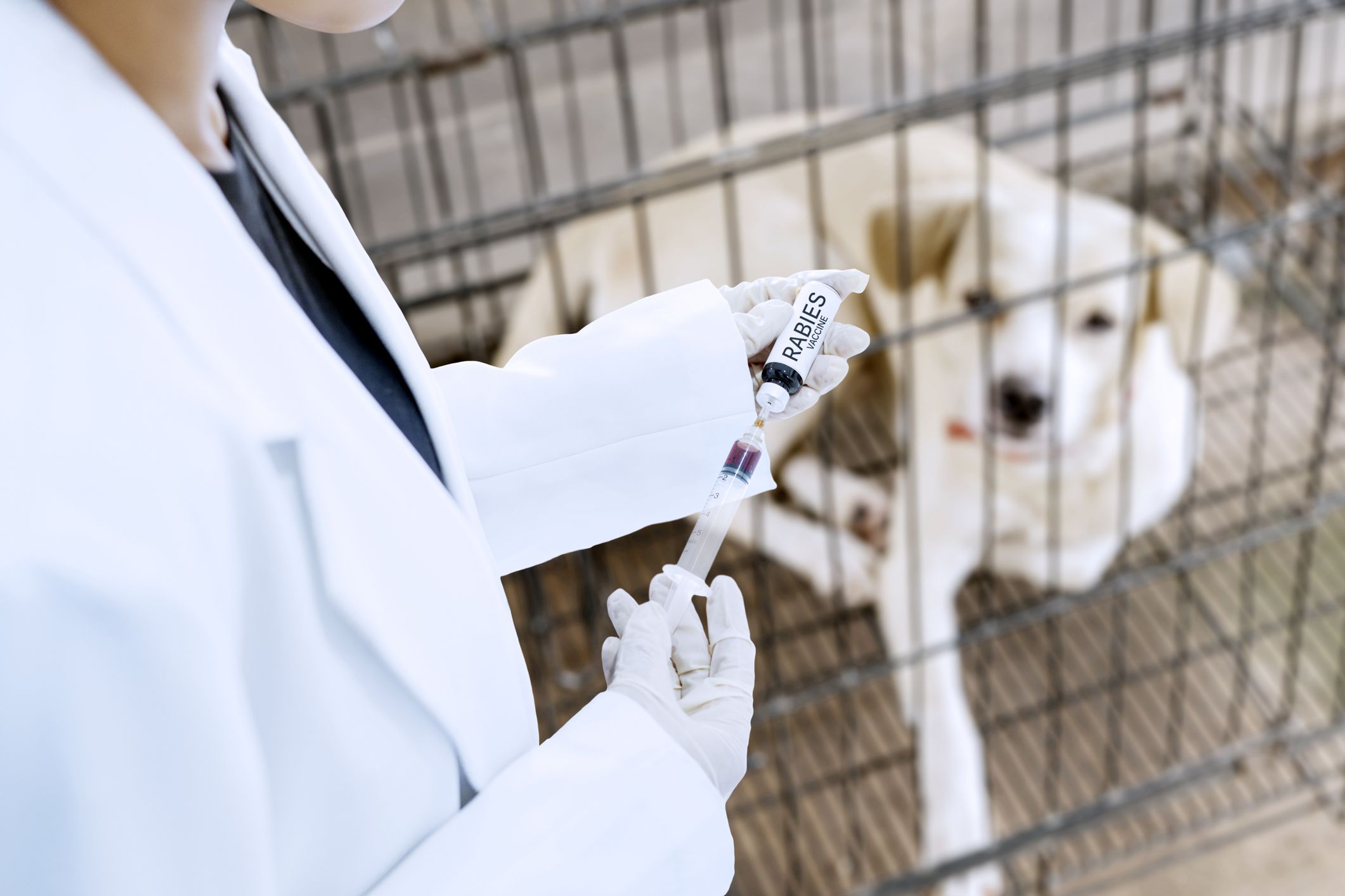 How Long Does A Dog Vaccination Last