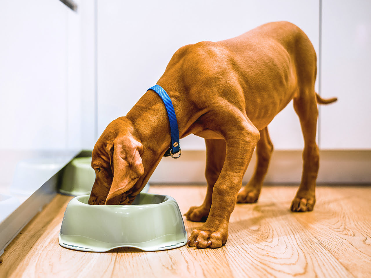 How Long Does It Take For A Dog To Adjust To A New Diet?