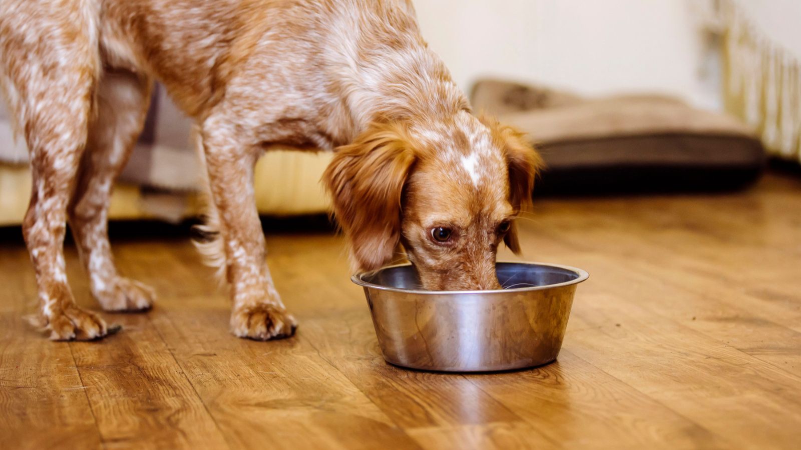 How Long Should A Dog Be On A Bland Diet