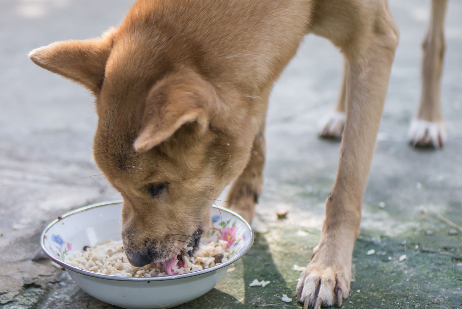 How Long Should A Dog Be On A Rice Diet