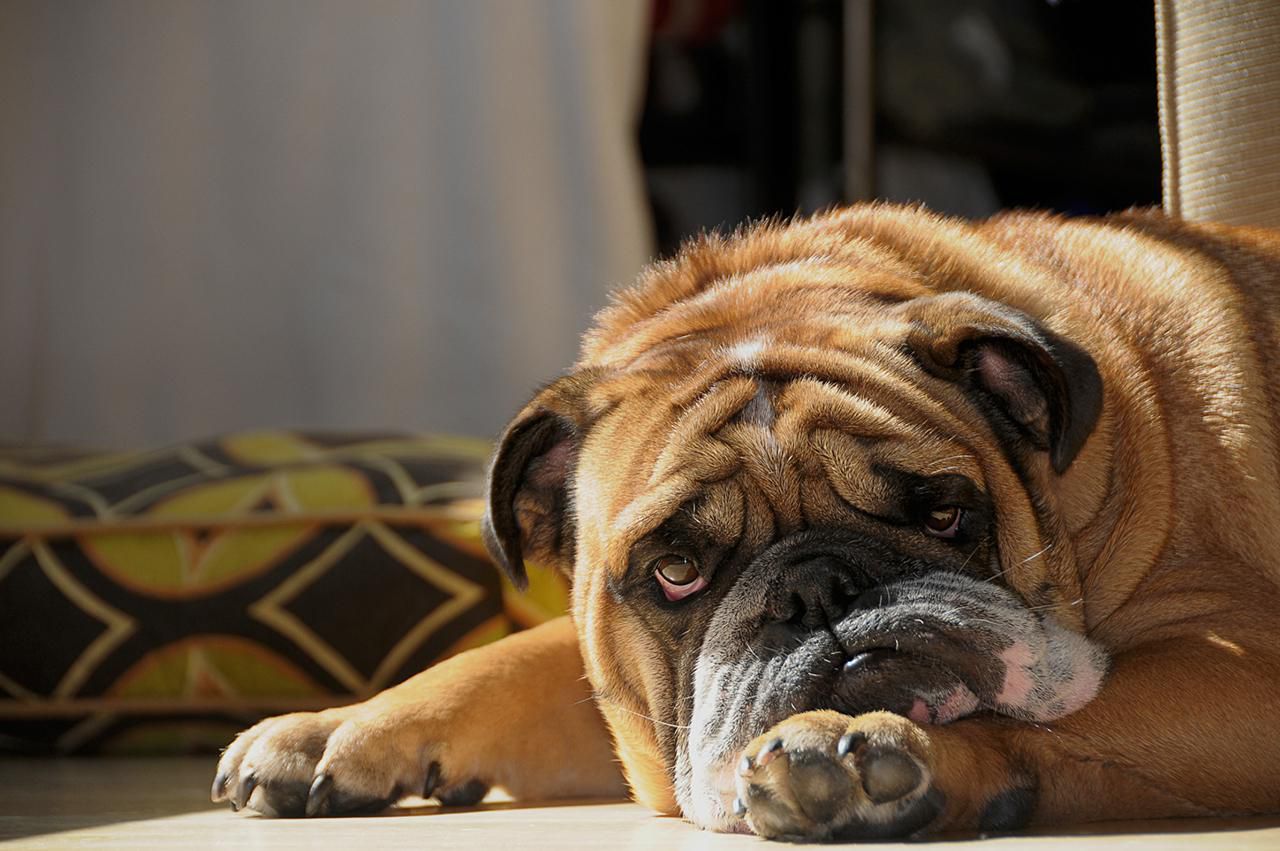 How Long Should You Wait For Your Dog To Eat Prescription Diet If She Doesn't Like It