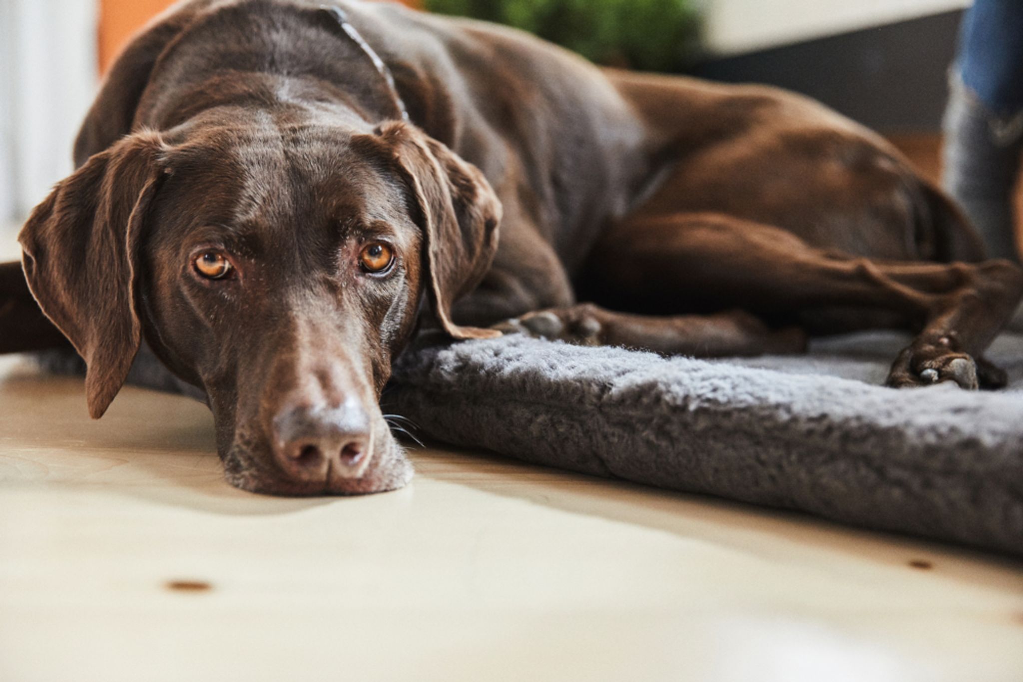 How Long To Give Dog Benadryl With Ear Infection