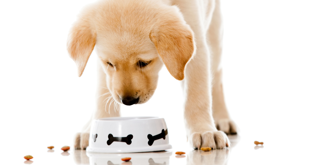 How Many Calories Are In A Cup Of Science Diet Dog Food