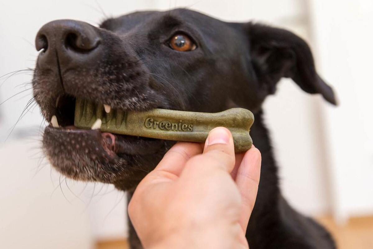 How Many Greenie Dental Treats Can I Feed My Dog In A Day