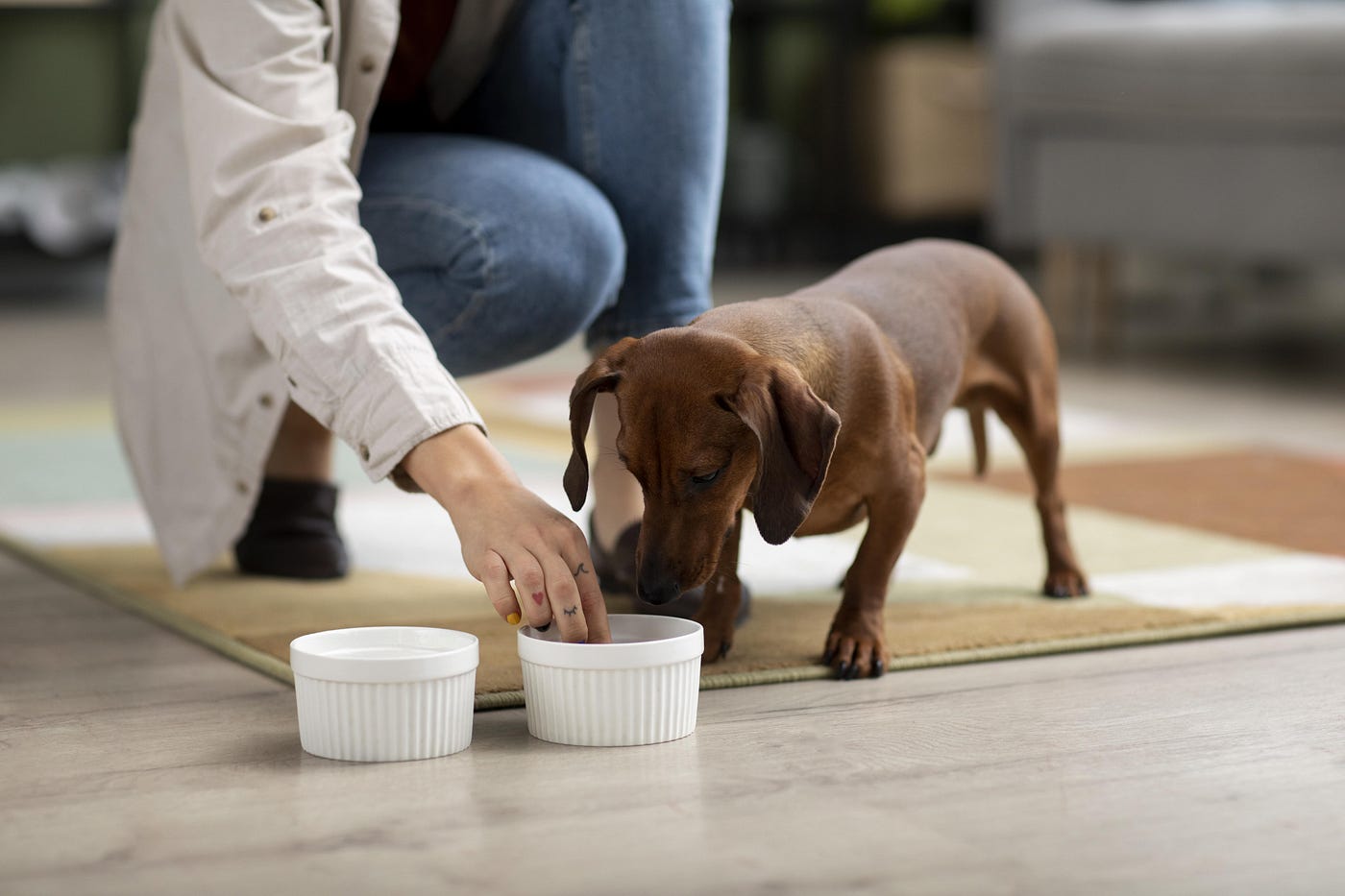 How Much Egg To Add To Dog's Diet