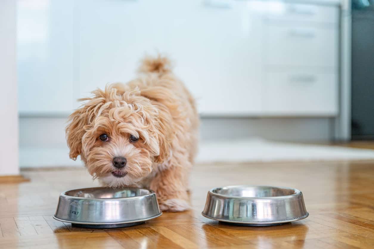 How Much Fat Should A Dog Have In His Diet