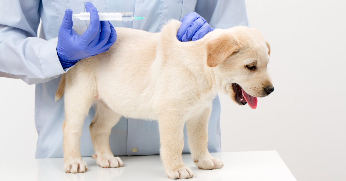 How Much Is A Dog Vaccination In The UK