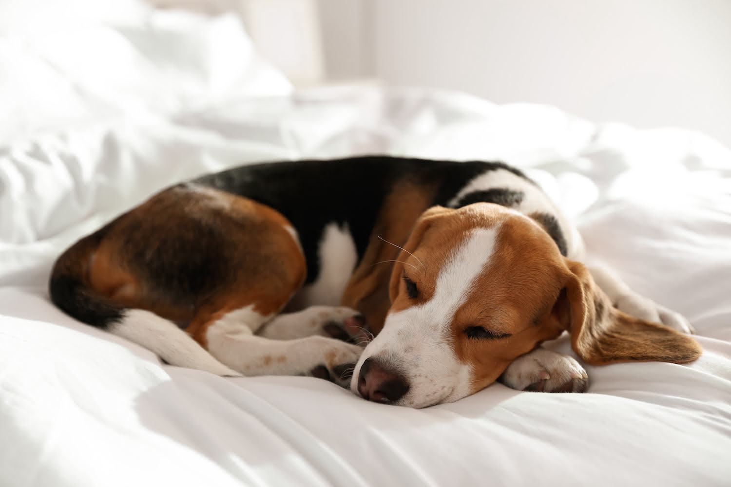 How Much Melatonin Can I Give My Dog For Anxiety?
