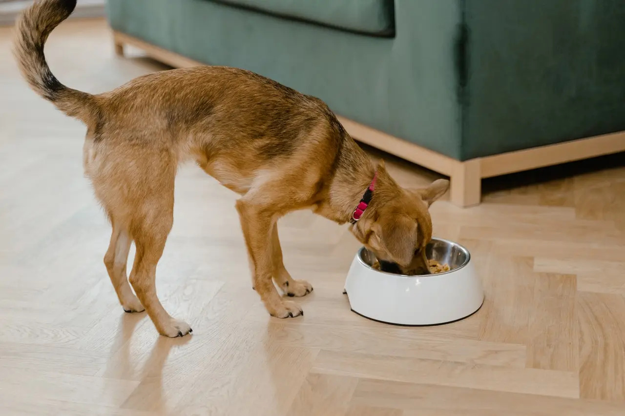 How Much To Feed A Dog On A Diet