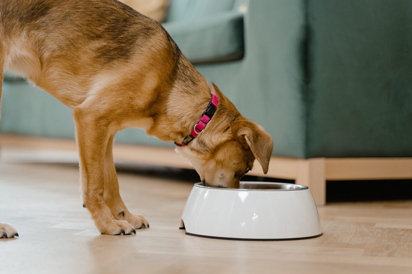 How Much To Feed A Dog: Science Diet