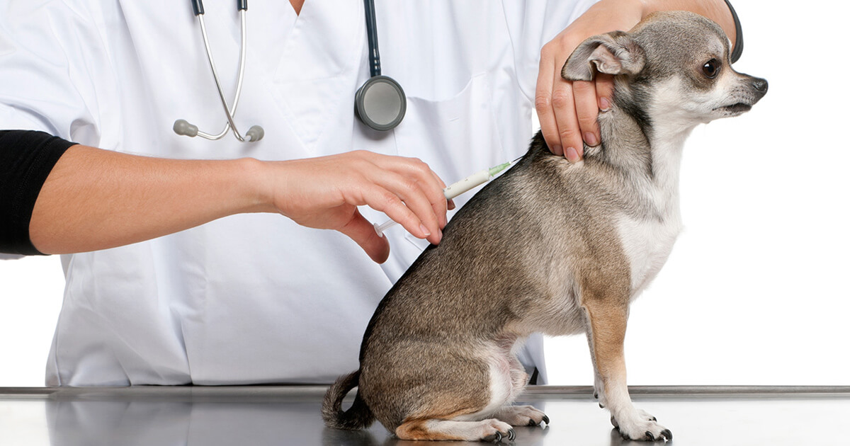 How Often Do Dogs Get Rabies Vaccinations