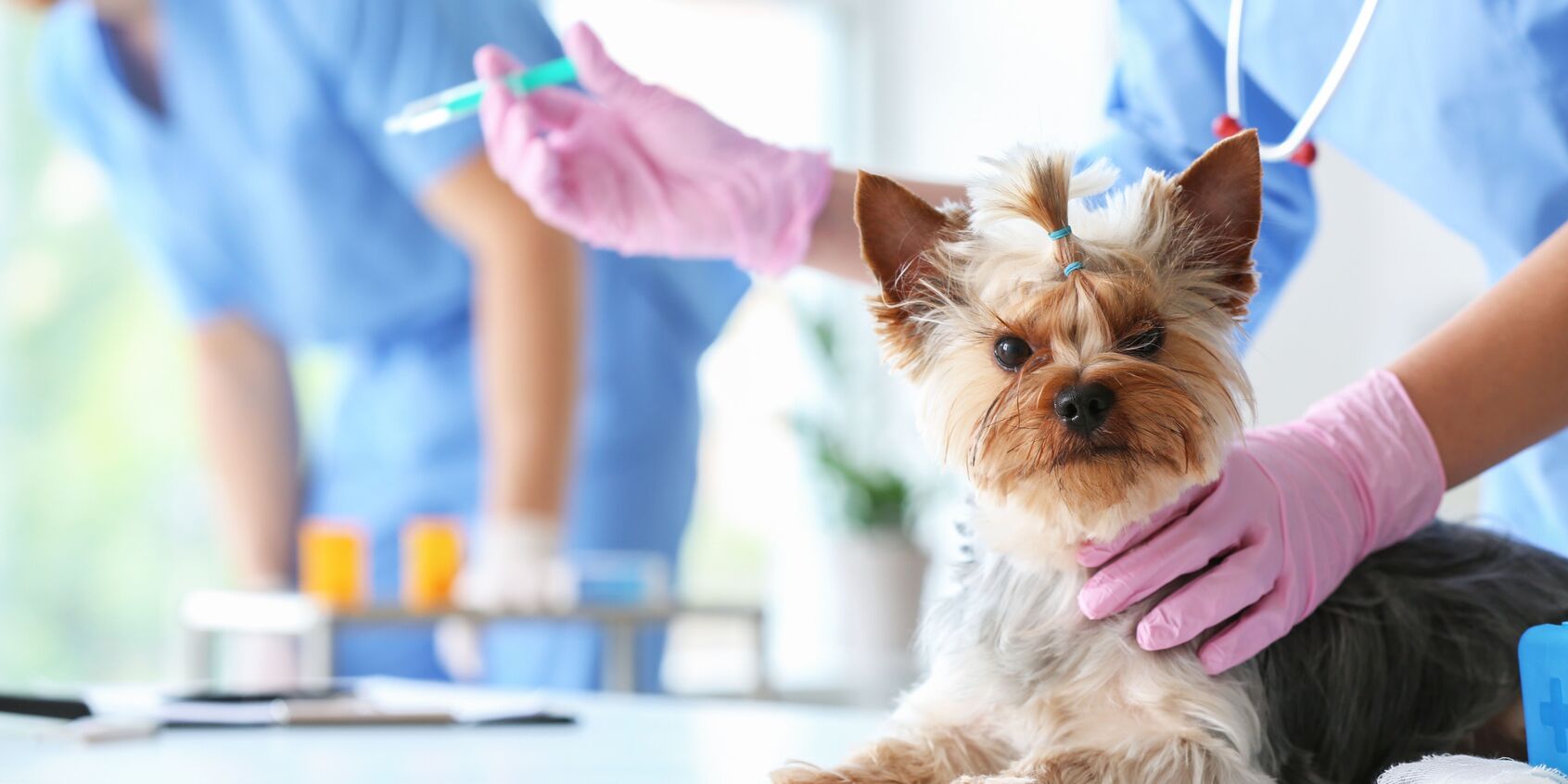 How Often Do Dogs Need Bordetella Vaccinations