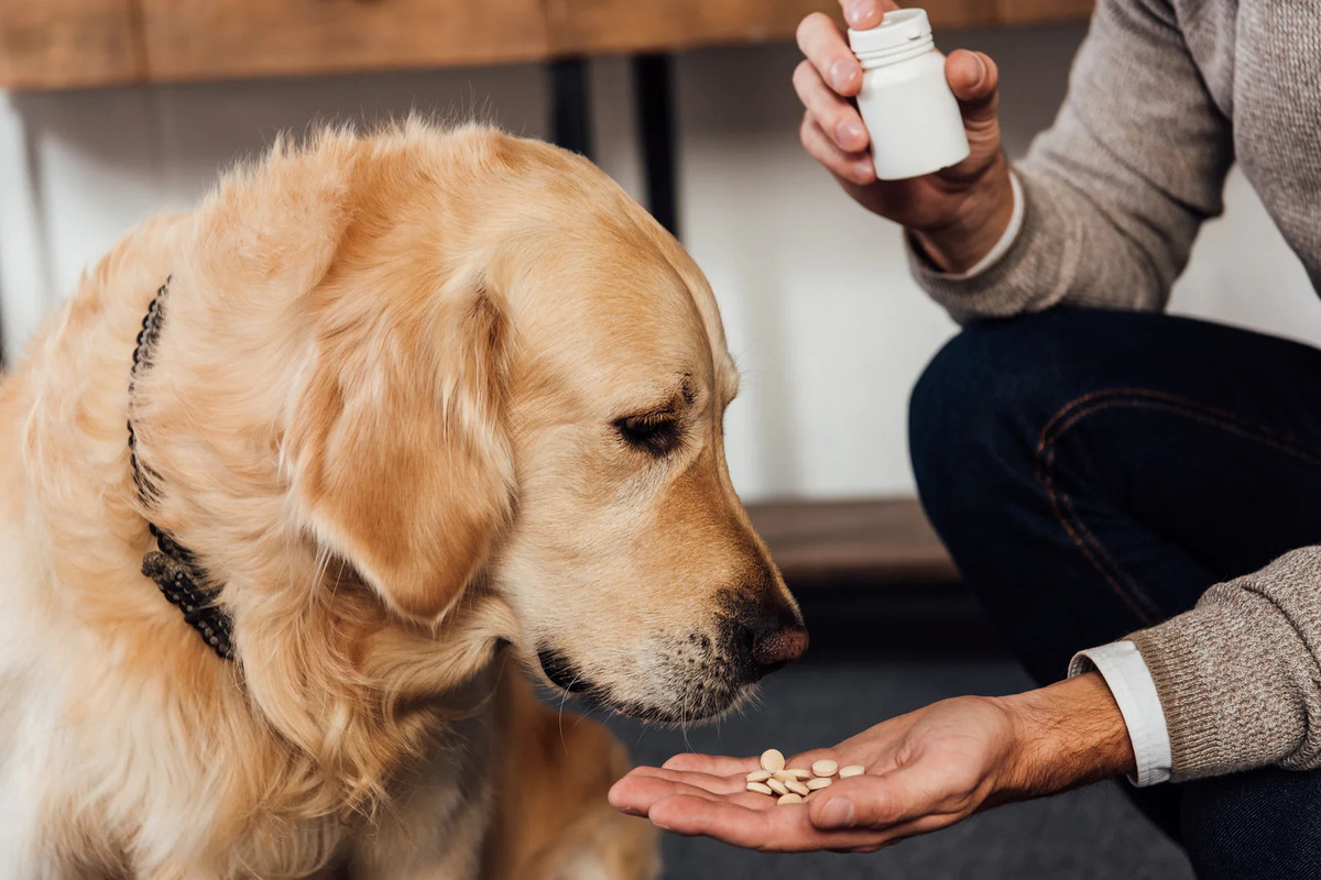 How Often To Give Dog Benadryl For Allergic Reaction
