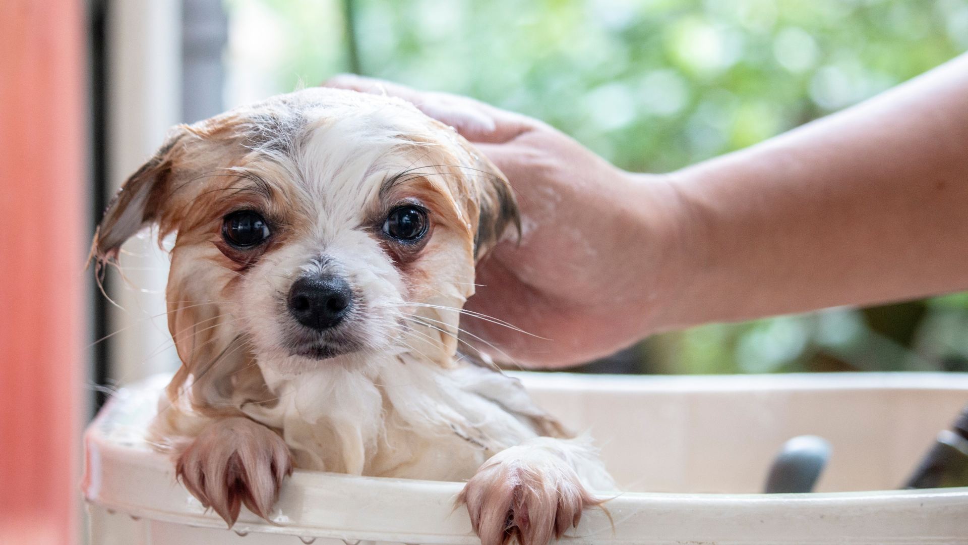How Often To Wash A Dog With Allergies