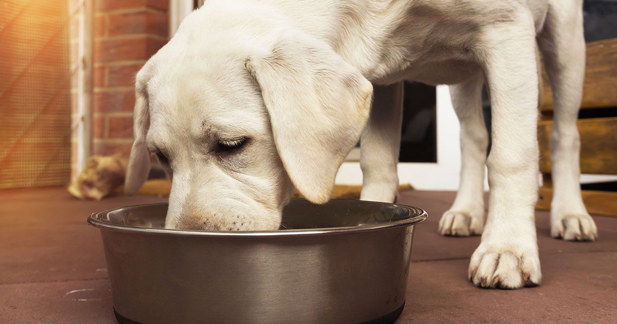 How Safe Is Science Diet Food For Dogs