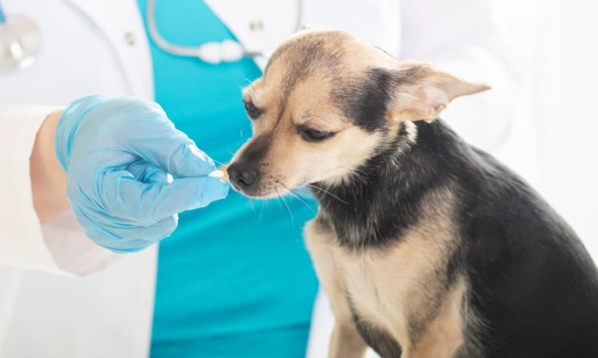 How Safe Is Zyrtec For Dogs With Allergies