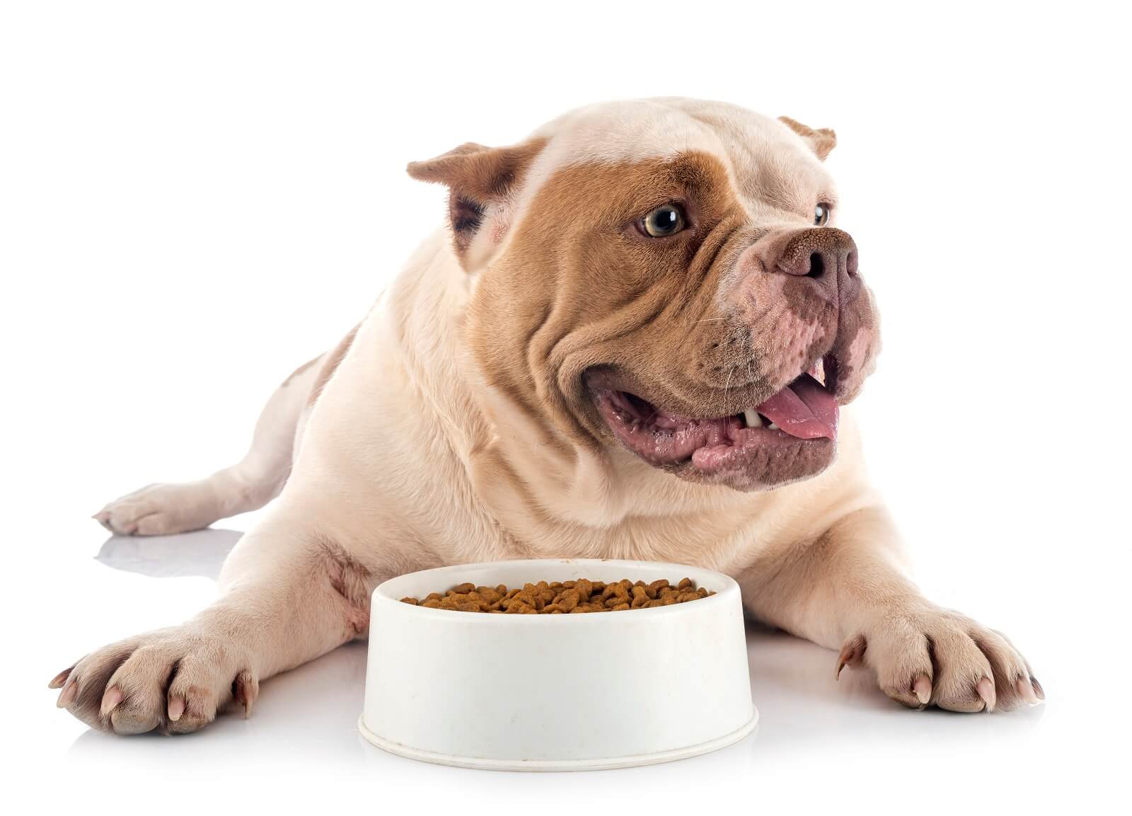 How To Add Calories To Your Dog’s Diet