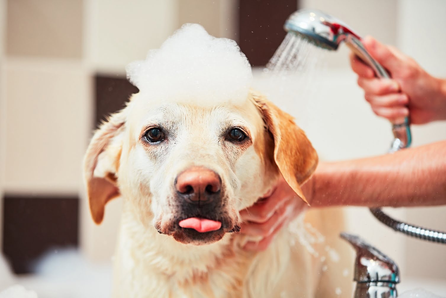 How To Bathe A Senior Dog
