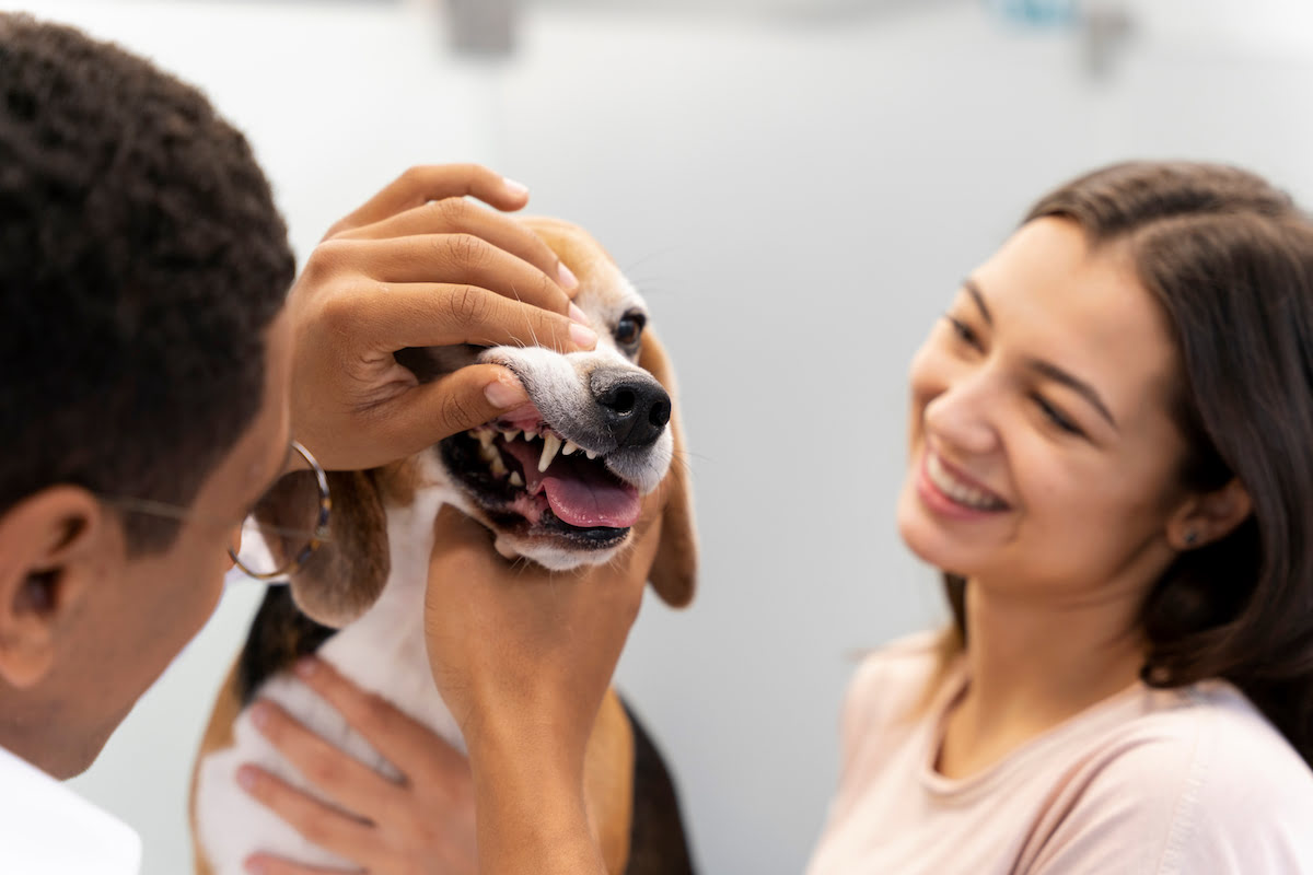 How To Care For A Dog After Dental Surgery