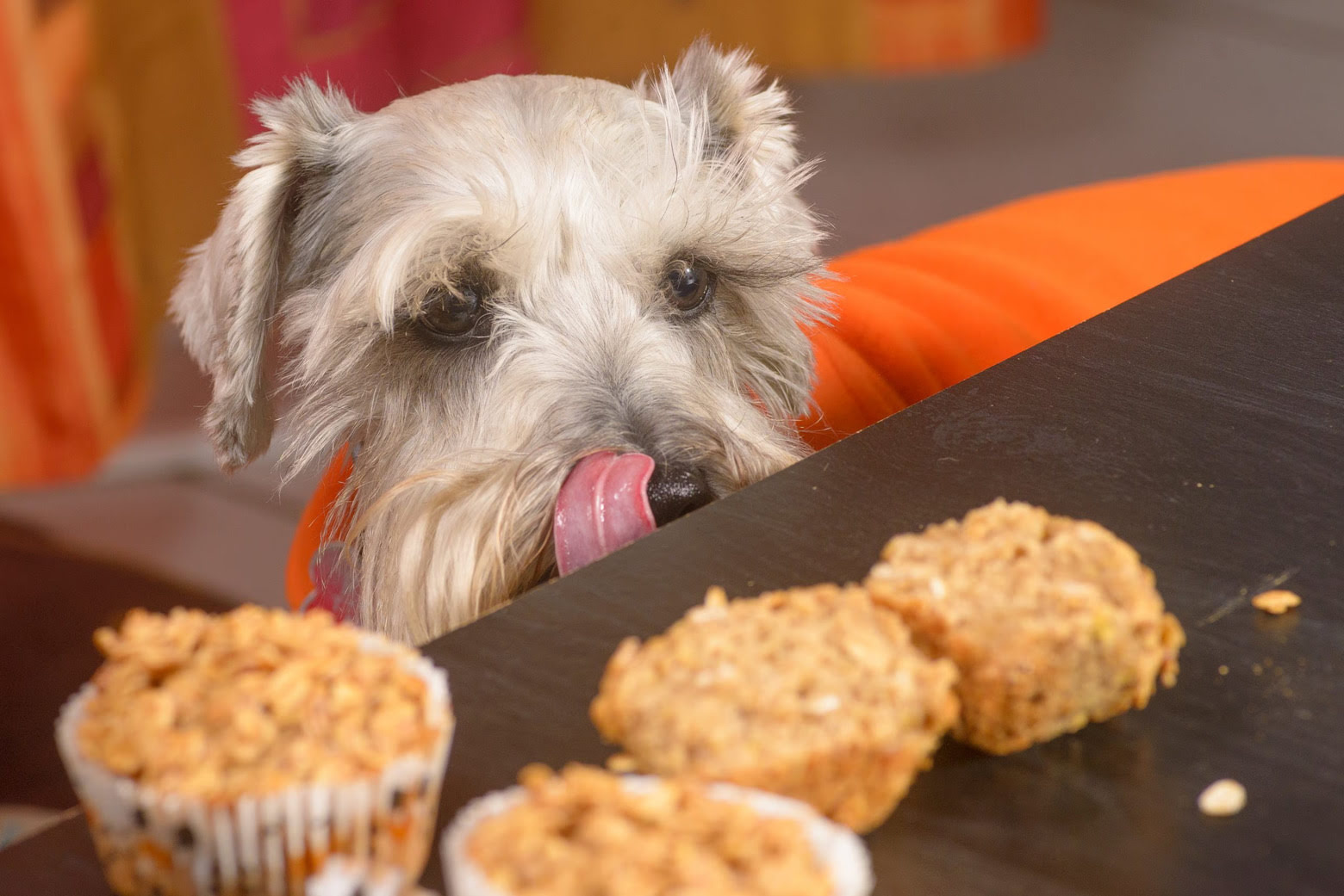 How To Conduct A Dog Allergy Food Trial