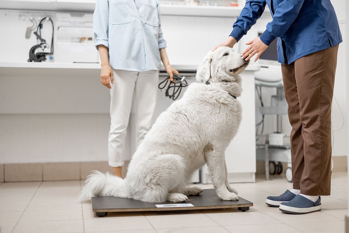 How To Control Obesity In Dogs
