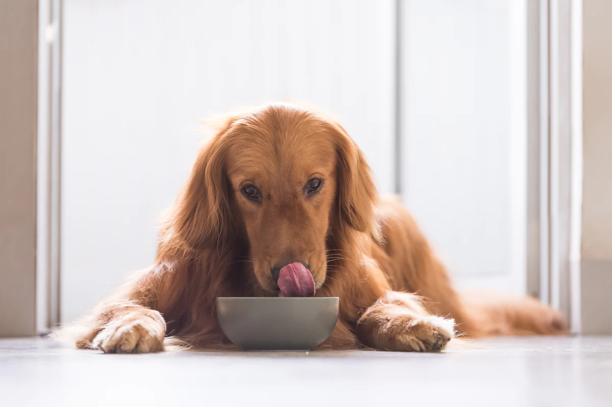 How To Cook Homemade Dog Food For Overweight Senior Dogs