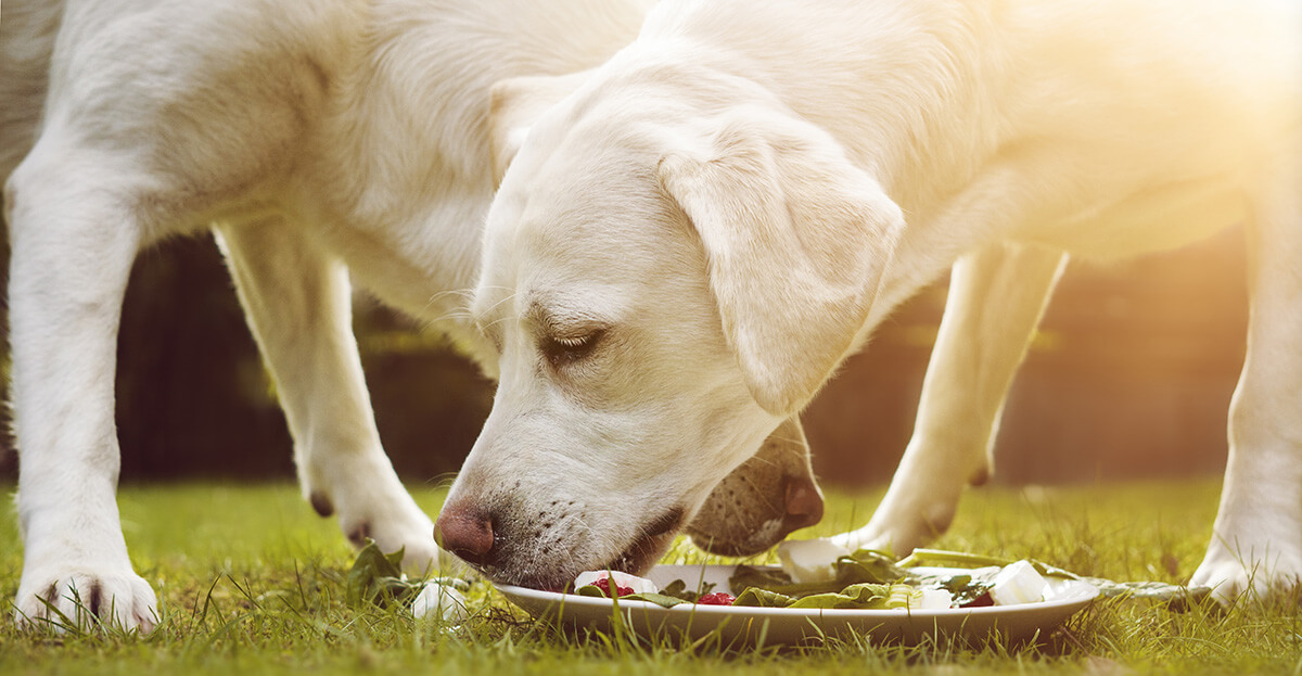 How To Create A Rotational Diet For Your Dog