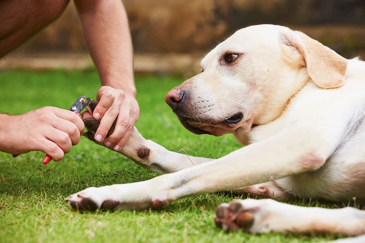 How To Cut Dog Nails When Dealing With Anxiety