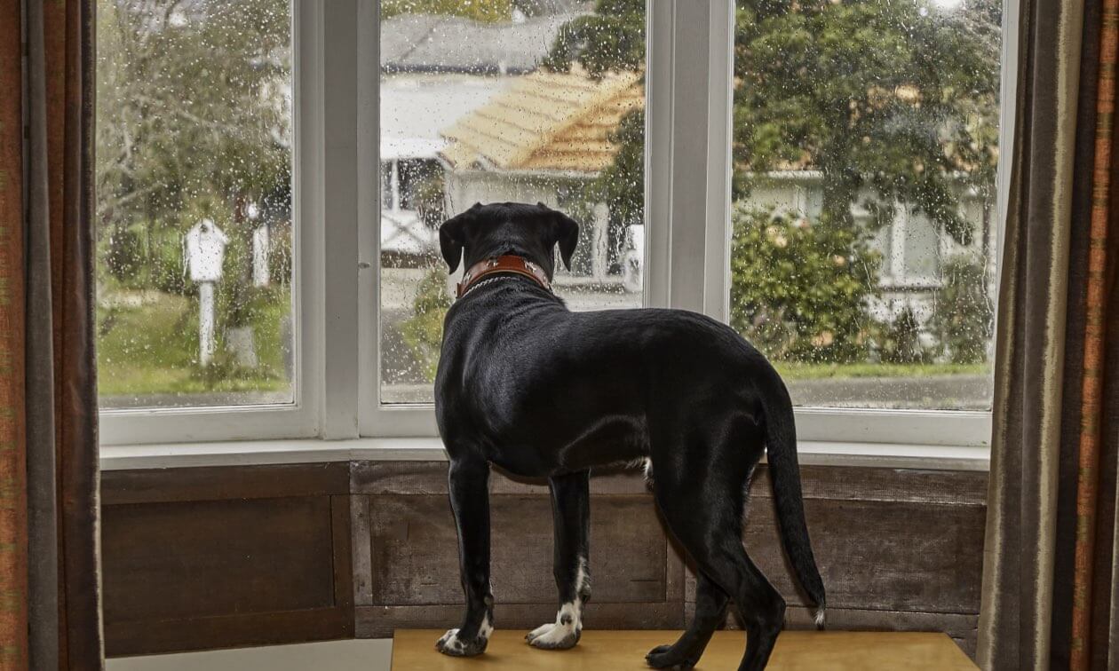 How To Deal With Separation Anxiety In Dogs’ Collar