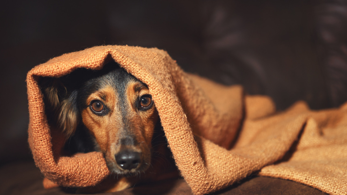 How To Ease Anxiety In Dogs