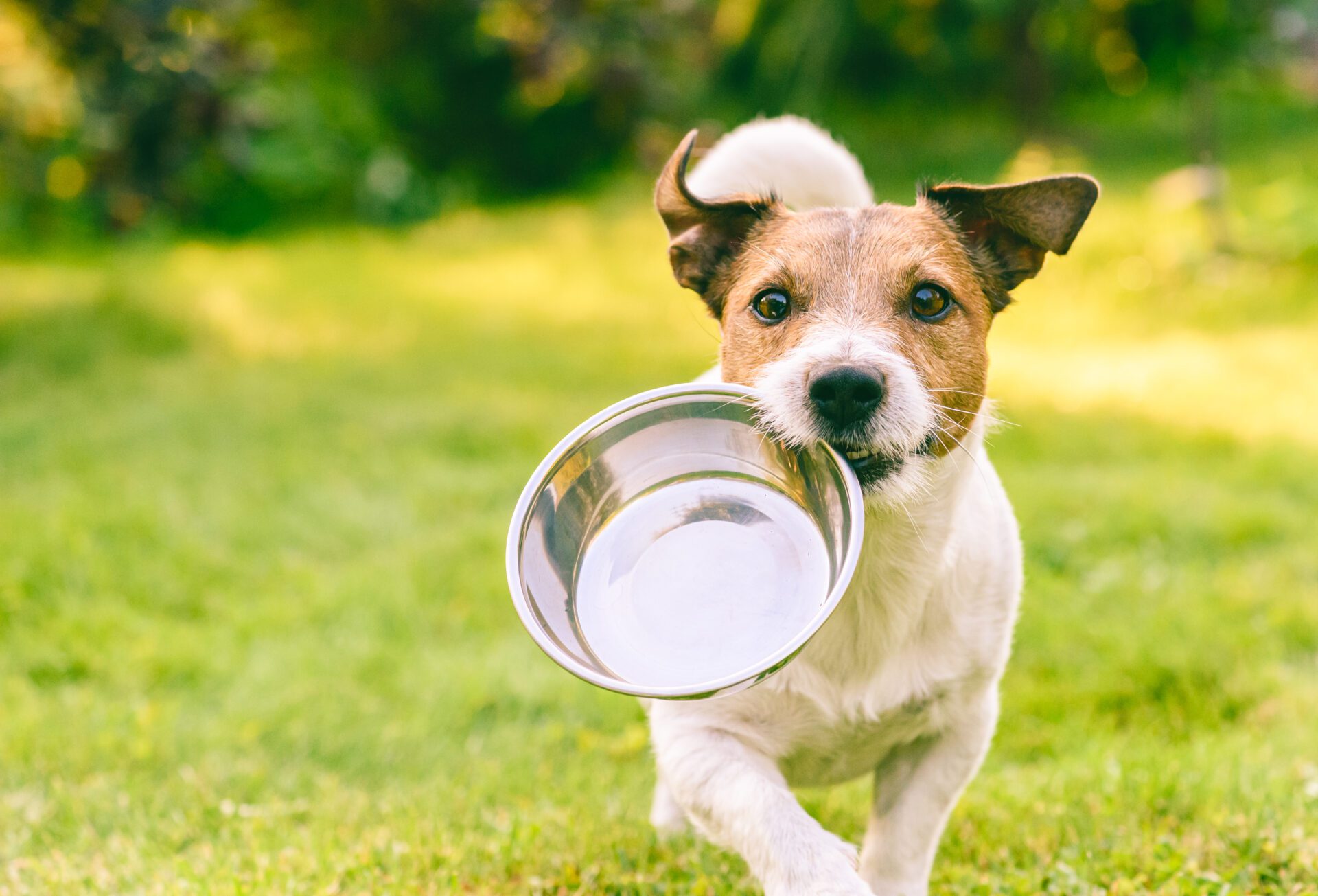 How To Feed My Dog A Ketogenic Diet