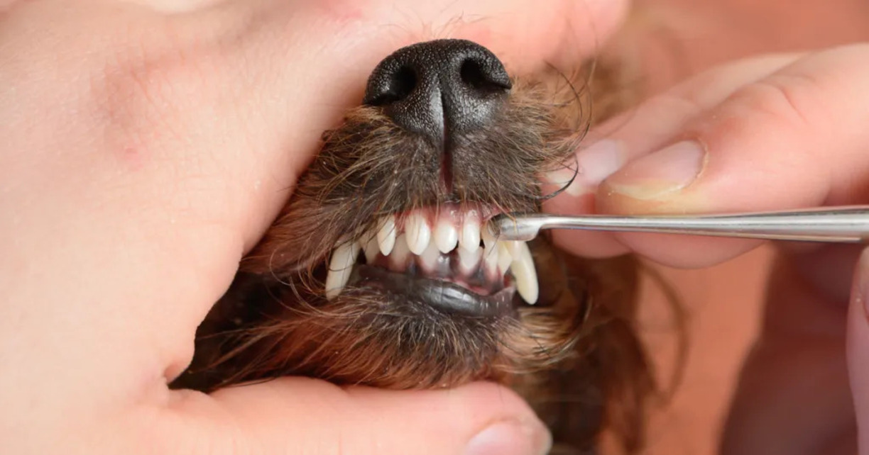 How To Find Affordable Dental Care For Dogs
