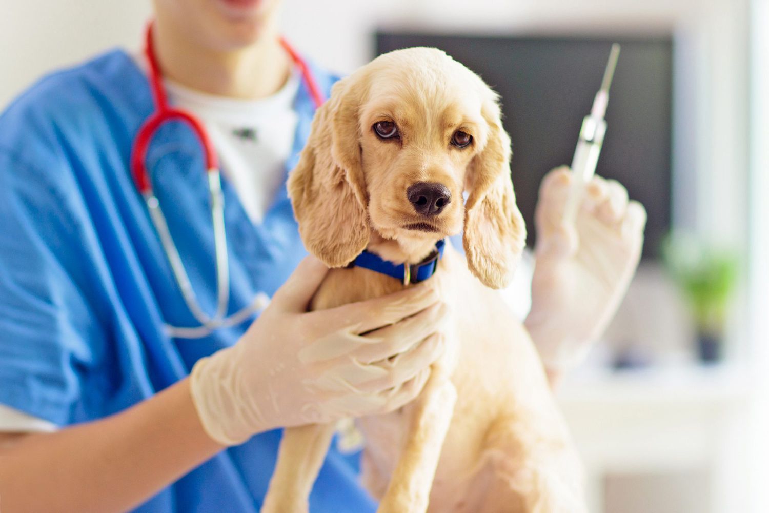 How To Get A Copy Of Dog Vaccinations From Petco